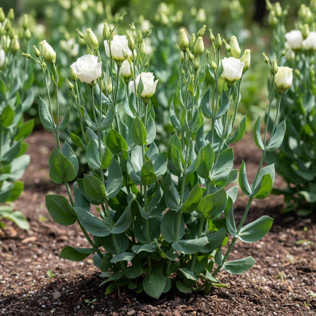 Rare Mixed Colour Eustoma Seeds (Lisianthus) – Exotic Cut Flower Blooms