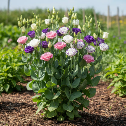 Rare Mixed Colour Eustoma Seeds (Lisianthus) – Exotic Cut Flower Blooms