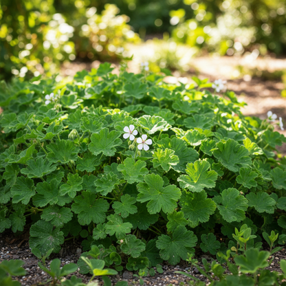 Geranium Macrorrhizum Seeds | Vibrant Perennial Ground Cover Flower
