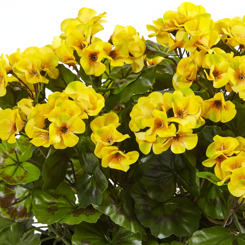 Yellow Geranium Flower Seeds – Rare Golden Blooms
