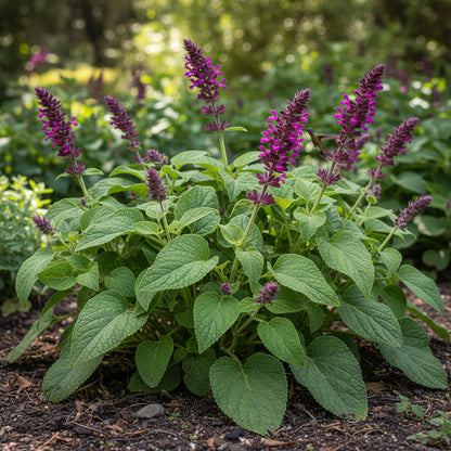 Salvia spathacea Seeds – Hummingbird Sage Fragrant Perennial Flower Seeds