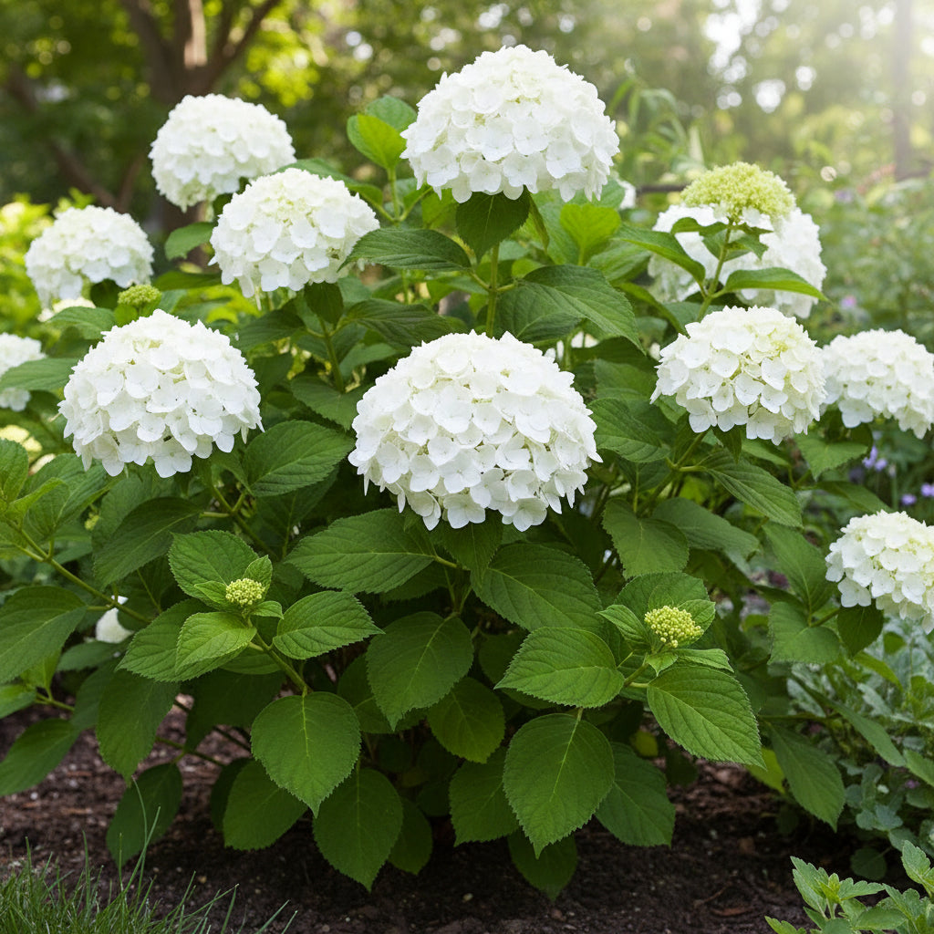 Hydrangea Annabelle Flower Seeds – Showy White Blooms Easy to Grow