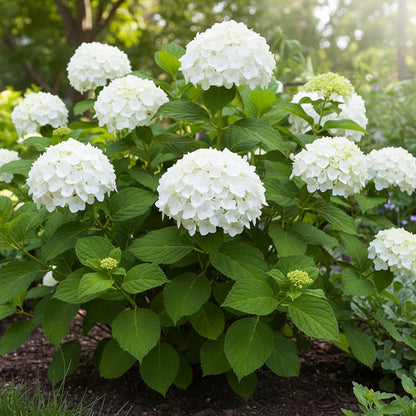 Hydrangea Annabelle Flower Seeds – Showy White Blooms Easy to Grow