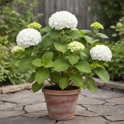 Hydrangea Annabelle Flower Seeds – Showy White Blooms Easy to Grow