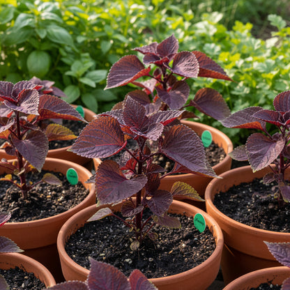 Shiso Seeds – Japanese Red Perilla Herb Seeds for Home Gardening