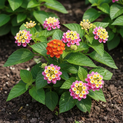 Premium Mixed Lantana Camara Seeds – Colorful Hardy Perennial Flower Seeds