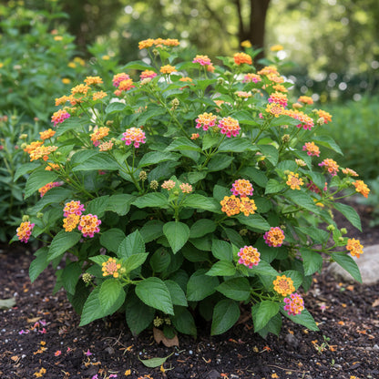 Premium Mixed Lantana Camara Seeds – Colorful Hardy Perennial Flower Seeds