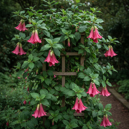 Lapageria Rosea Flower Seeds – Exotic Chilean Bell Vine for Elegant Gardens