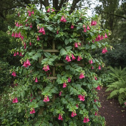 Lapageria Rosea Flower Seeds – Exotic Chilean Bell Vine for Elegant Gardens