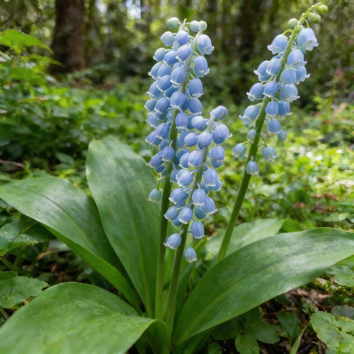 Blue Lily of the Valley Flower Seeds – Rare Elegant Perennial Blooms