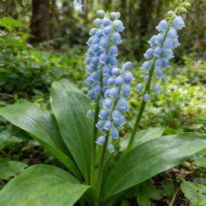 Blue Lily of the Valley Flower Seeds – Rare Elegant Perennial Blooms