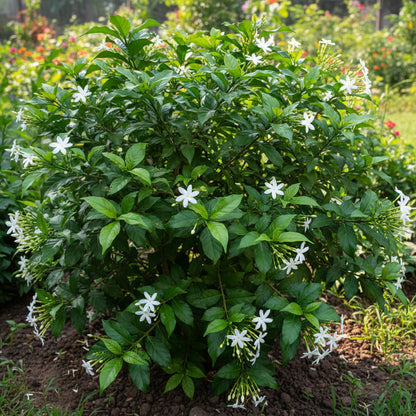 Night Flowering Jasmine Seeds (Cestrum nocturnum) – Raat Rani Fragrant Flower Seeds