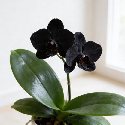 Black Phalaenopsis Orchid Flower Seeds (100 PCS)
