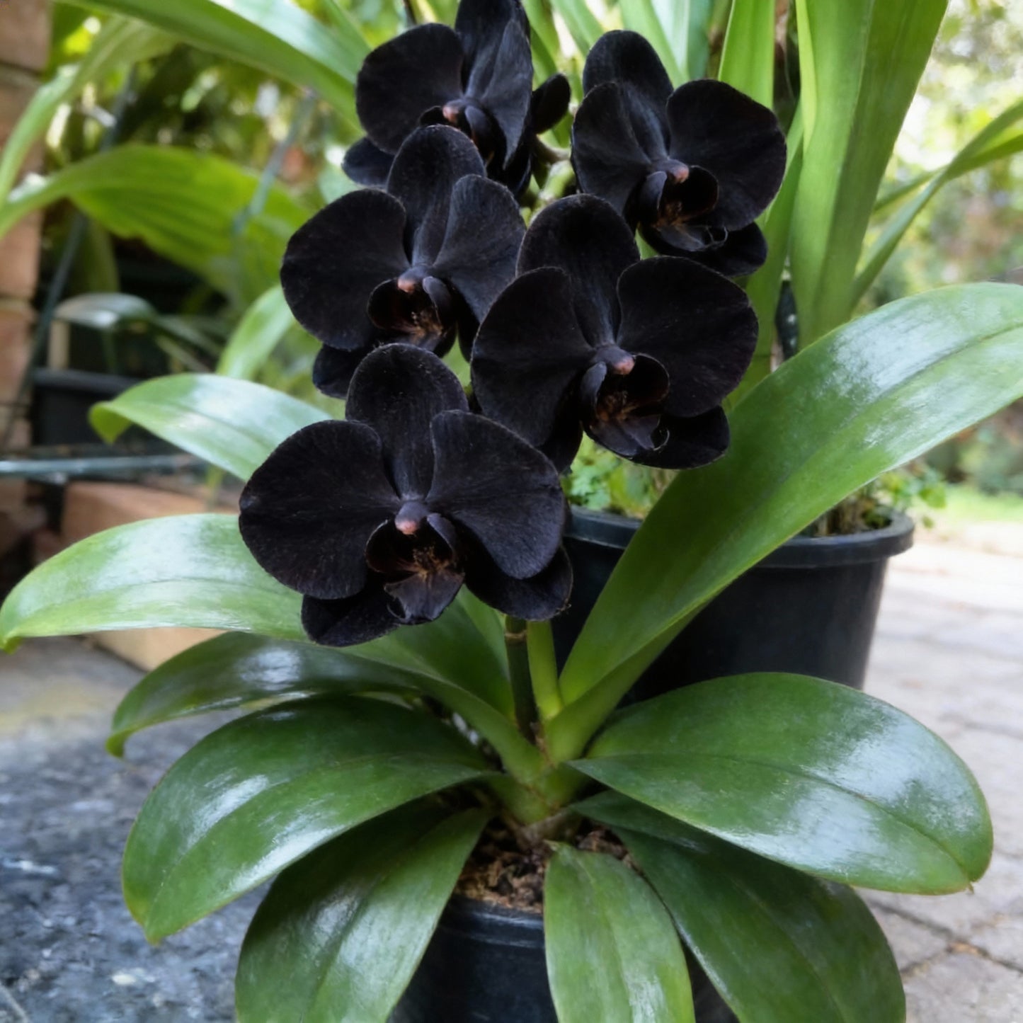 Black Phalaenopsis Orchid Flower Seeds (100 PCS)