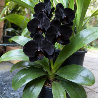Black Phalaenopsis Orchid Flower Seeds (100 PCS)
