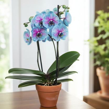 Phalaenopsis Orchid Seeds – Rare Blue & Pink Blooms