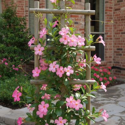 Pink Mandevilla Vine Flower Seeds for Planting