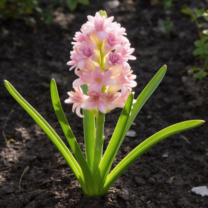 Pink Tuberose Flower Seeds (Polianthes tuberosa) – Fragrant Perennial Cut Flowers