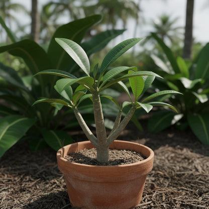 Mixed Colors Plumeria Rubra (Frangipani) Flower Seeds – Exotic Tropical Blooms