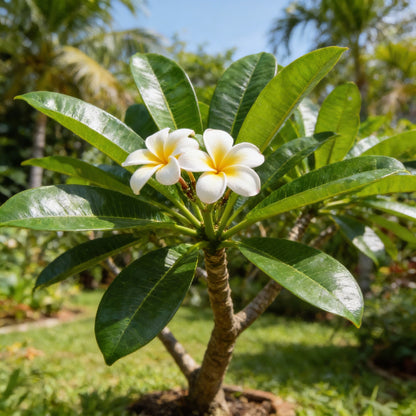 Mixed Colors Plumeria Rubra (Frangipani) Flower Seeds – Exotic Tropical Blooms