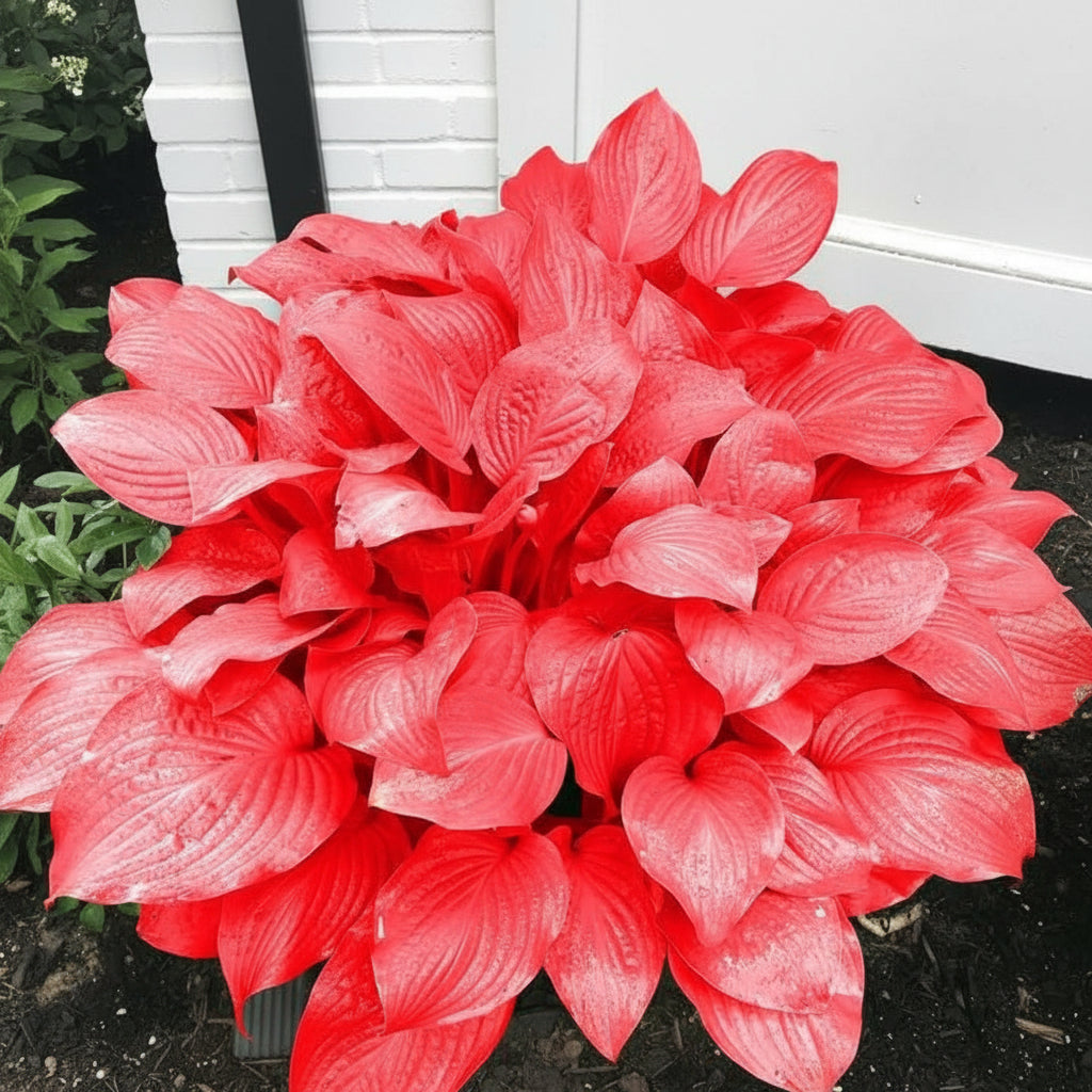 red-hosta-seeds-shade-loving-ornamental-perennial-plant