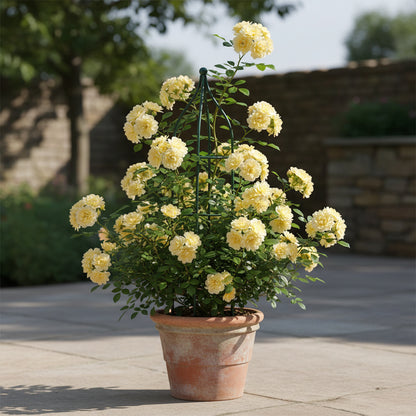 Rosa Banksiae Flower Seeds – Lady Banks Yellow Climbing Rose Seeds