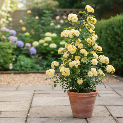 Rosa Banksiae Flower Seeds – Lady Banks Yellow Climbing Rose Seeds