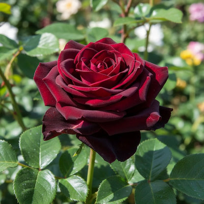 Black Rose with Red Edge Flower Seeds – Exotic Perennial Blooms