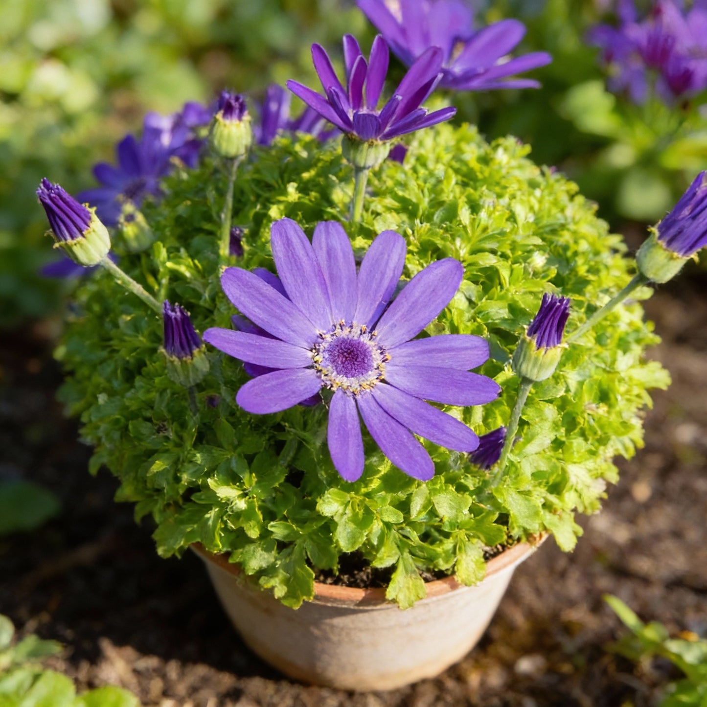 Vibrant Senetti (Pericallis) Flower Seeds