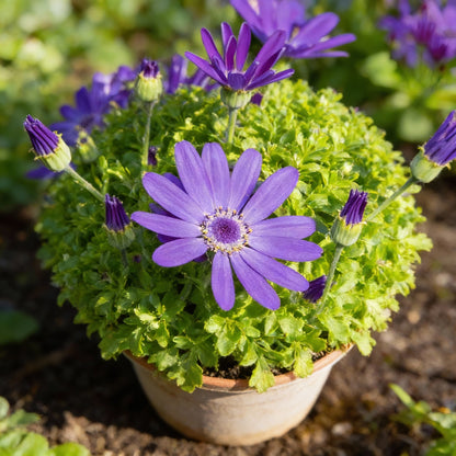 Vibrant Senetti (Pericallis) Flower Seeds