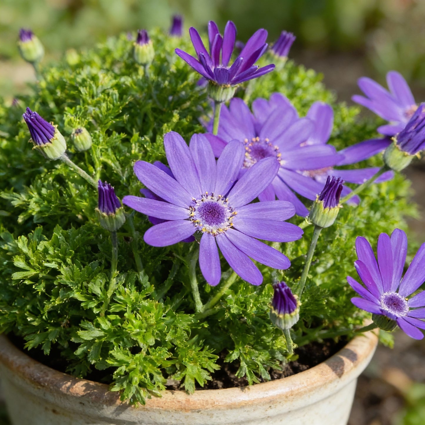 Vibrant Senetti (Pericallis) Flower Seeds