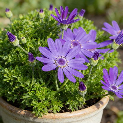 Vibrant Senetti (Pericallis) Flower Seeds