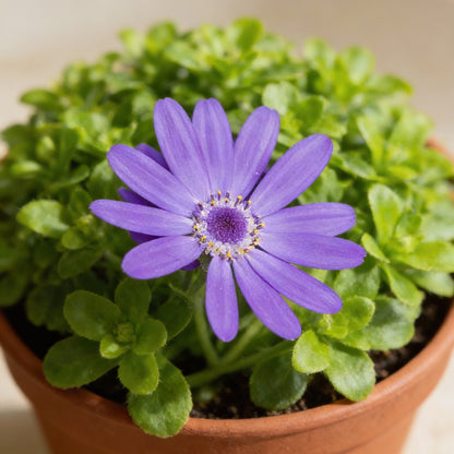 Vibrant Senetti (Pericallis) Flower Seeds