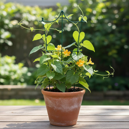 Telosma Cordata Seeds (Evergreen Fragrant Climber Flower)