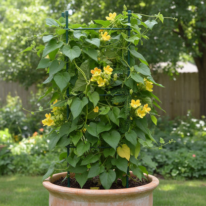 Telosma Cordata Seeds (Evergreen Fragrant Climber Flower)