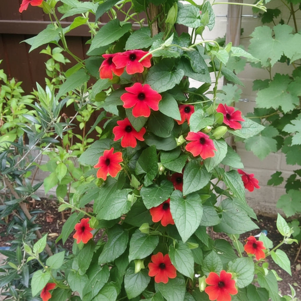 Red Thunbergia Flower Seeds (Thunbergia alata) – Vibrant Climbing Ornamental Flower