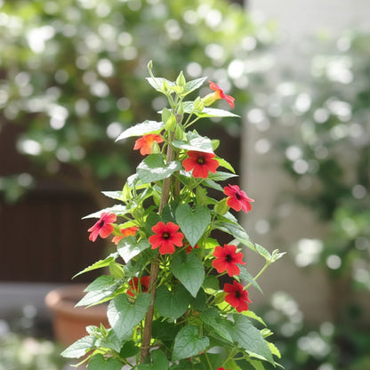 Red Thunbergia Flower Seeds (Thunbergia alata) – Vibrant Climbing Ornamental Flower