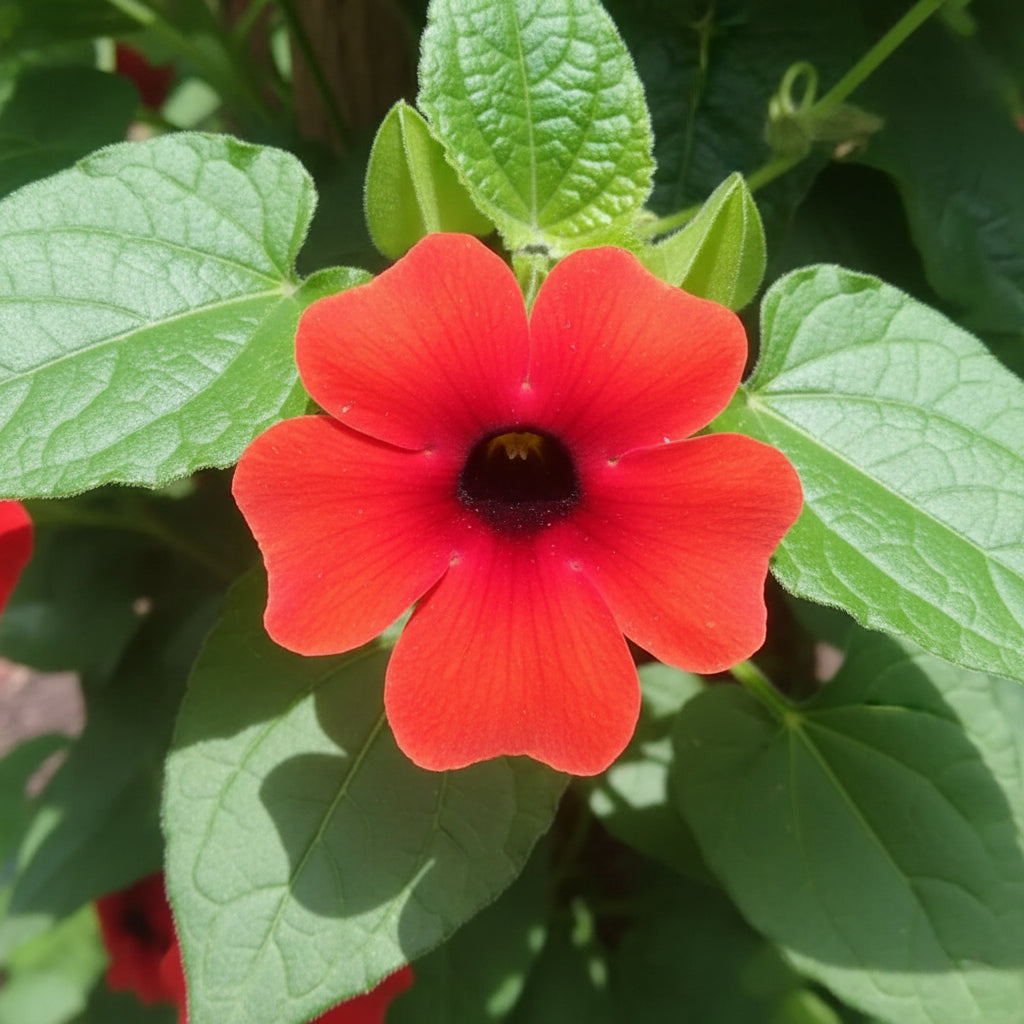Red Thunbergia Flower Seeds (Thunbergia alata) – Vibrant Climbing Ornamental Flower
