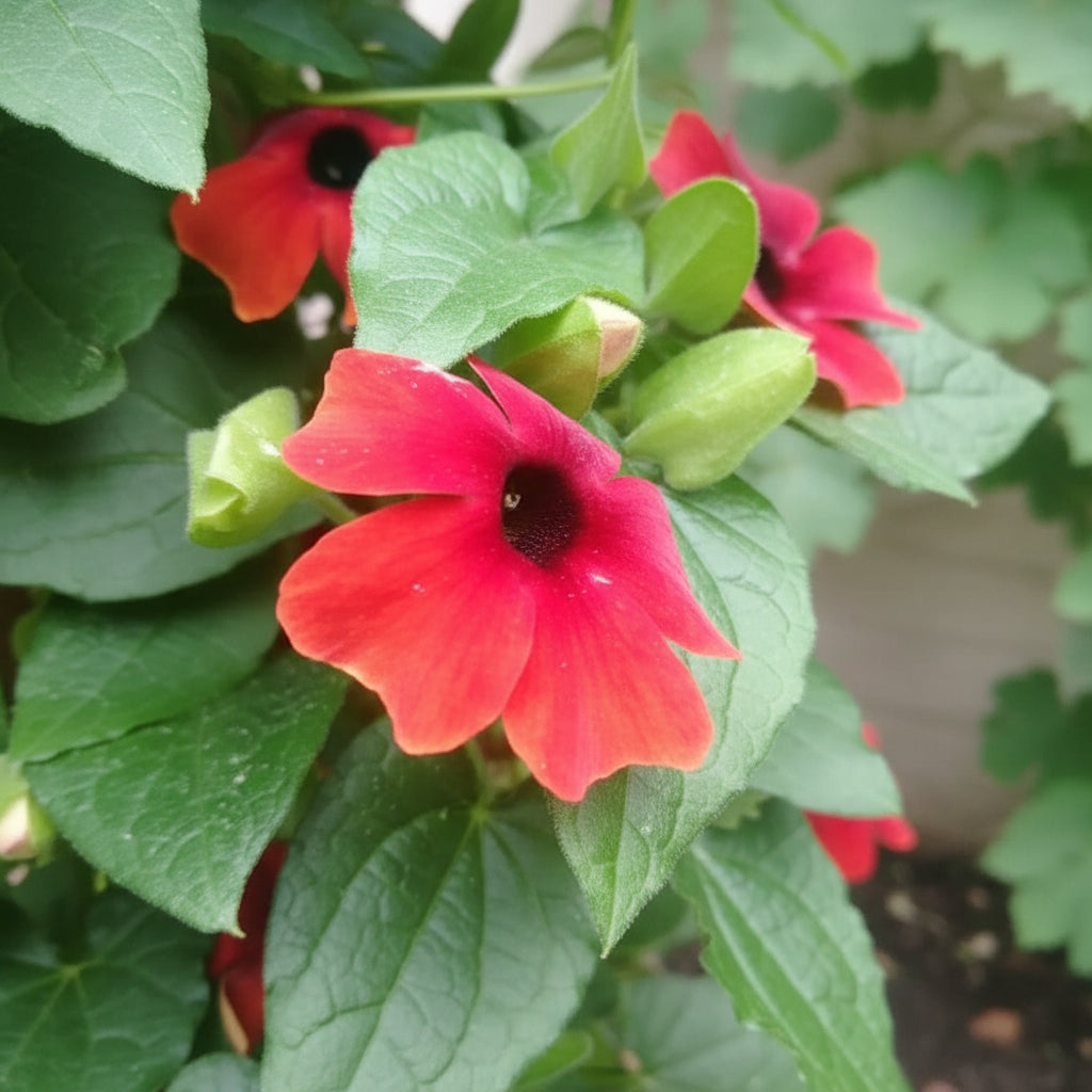 Red Thunbergia Flower Seeds (Thunbergia alata) – Vibrant Climbing Ornamental Flower
