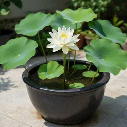 Premium White Lotus Flower Seeds – Sacred Aquatic Blooms