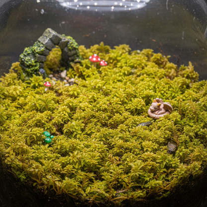 Selaginella Kraussiana Aurea Bulbs for Planting