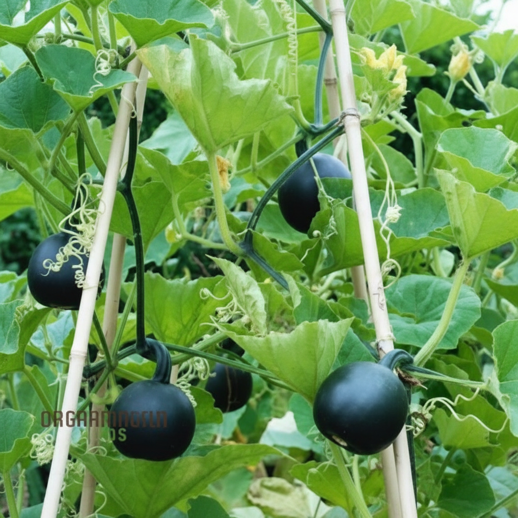 Squash 'Little Gem Rolet' Seeds – Hardy, High-Yield Garden Variety