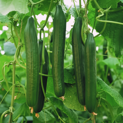 Cucumber Carmen F1 Hybrid Seeds – Premium Vegetable Seeds for Home Gardening
