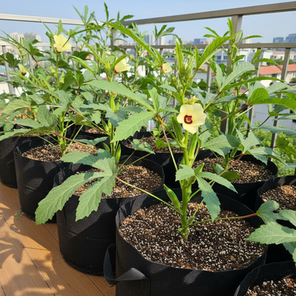 Red Burgundy Okra Seeds for Planting 100 Pcs