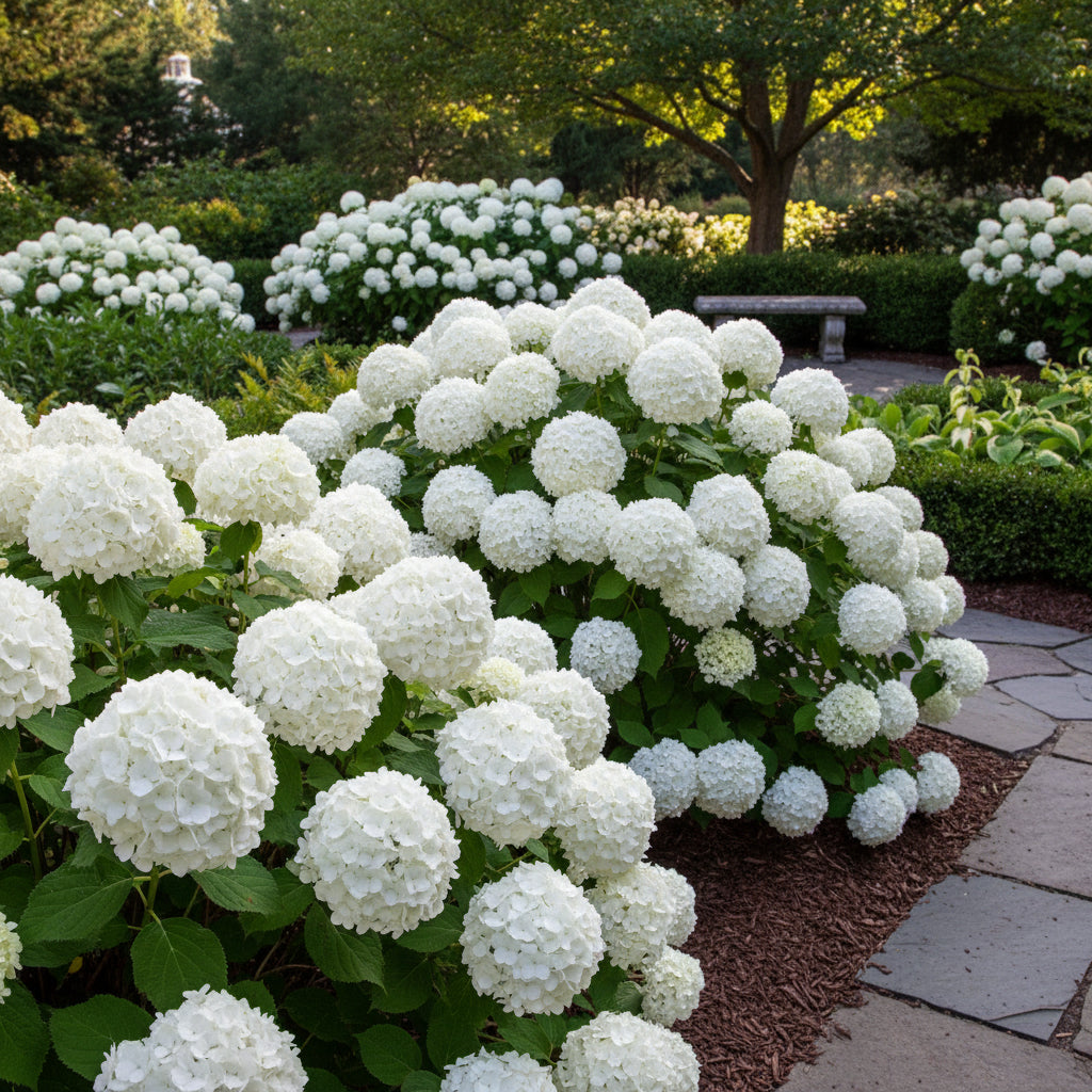 Hydrangea Paniculata Seeds – PeeGee Hydrangea Fast-Growing Flowering Shrub