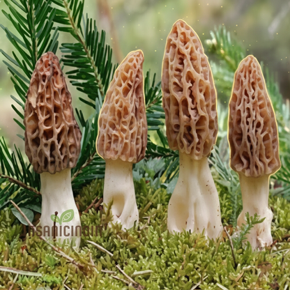 Morchella Esculenta Mycelium – Morel Mushroom Culture | 100 pcs