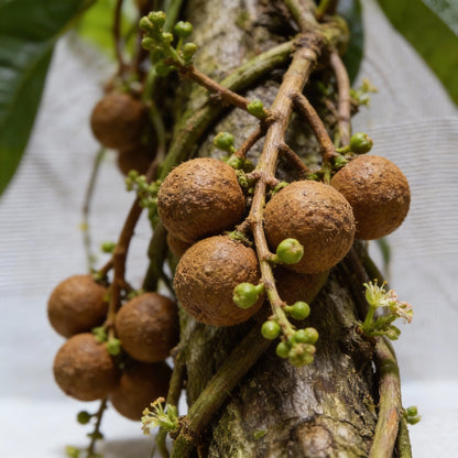 Cannonball Gourd Seeds – Ornamental Edible Climbing Vegetable for Garden