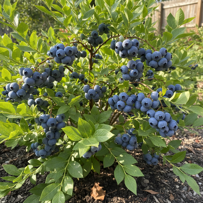 Blueberry Seeds for Planting – Premium Fruit Seeds for Home Gardens & Containers