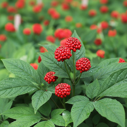 American Ginseng Seeds – Panax quinquefolius Heirloom Medicinal Herb