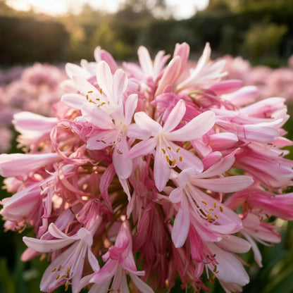 Pink Agapanthus African Lily Seeds — Elegant Summer Blooms for Your Garden
